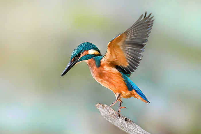 Eisvogel Fotoversteck