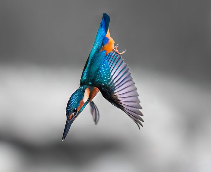 Eisvogel im Flug