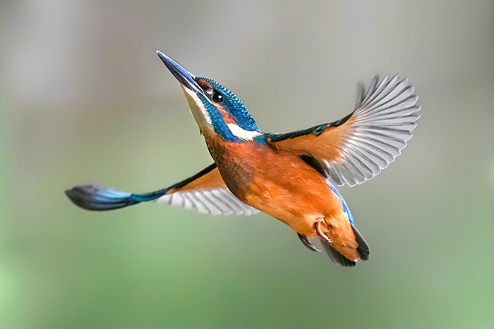 Eisvogel Männchen