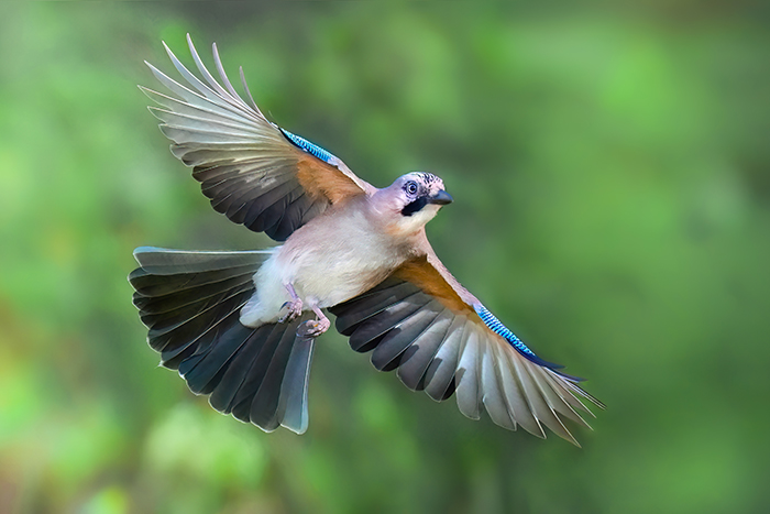 fliegender Eiichelhäher