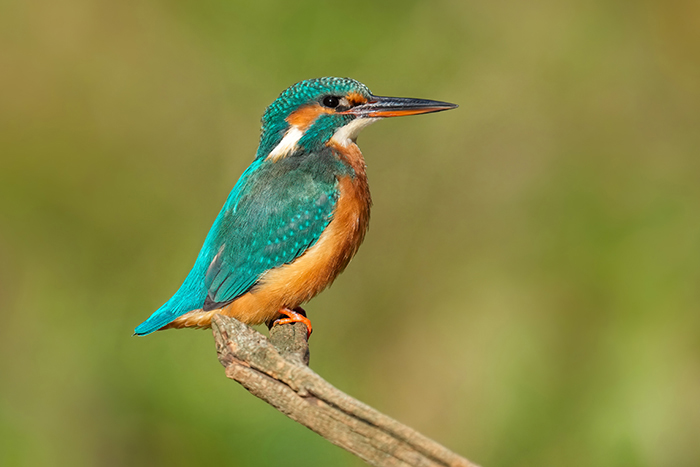 Fotoansitz Eisvogel Landsberg Bayern