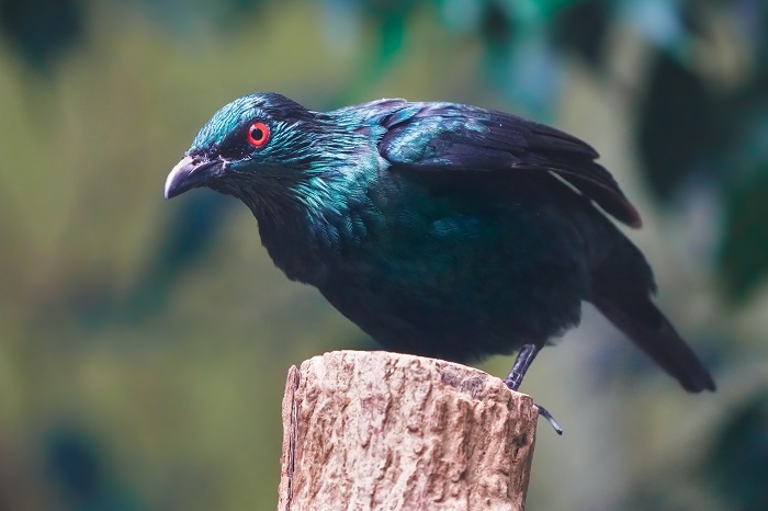 Türkisfeenvogel Weibchen