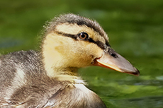 Ente 