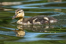 Ente
