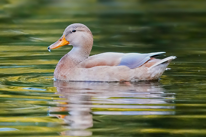 Stockente Hausente Kreuzung