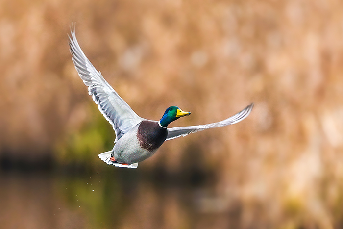 Stockentenerpel im Prachtkleid