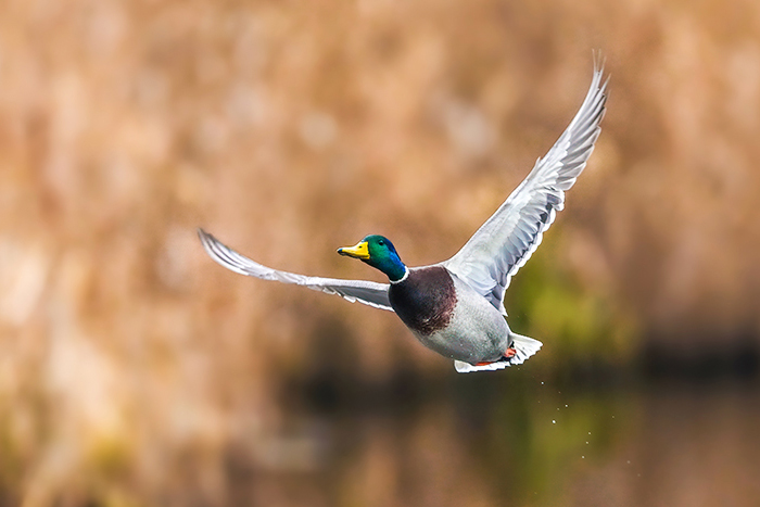 Stockentenerpel im Prachtkleid