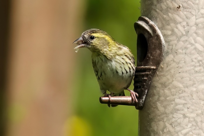 Erlenzeisig Weibchen