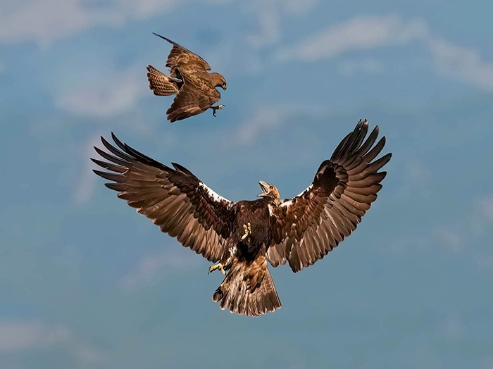 Adler Extremadura