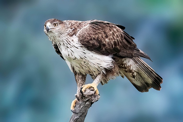 Extremadura Vögel Vogelarten