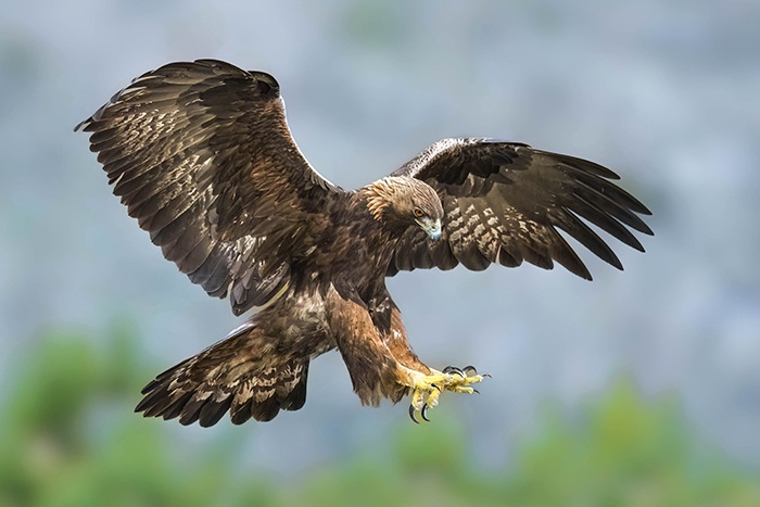 Extremadura Vogelarten