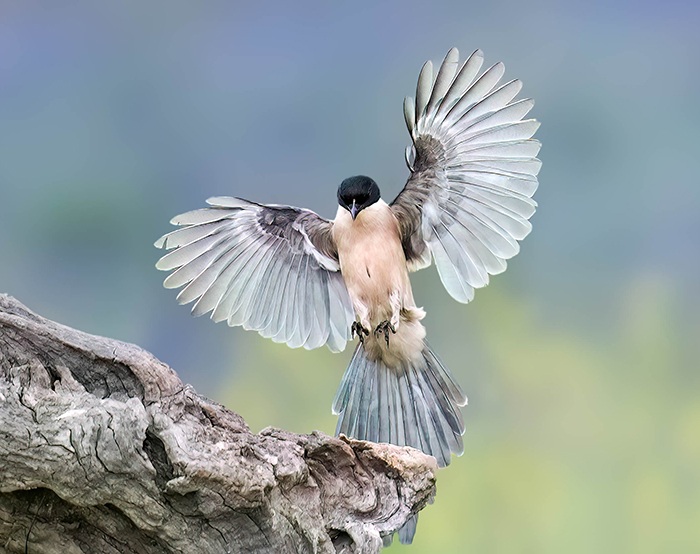 Vögel Vogelarten Spanien