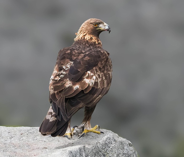 Vogelbeobachtung Extremadura