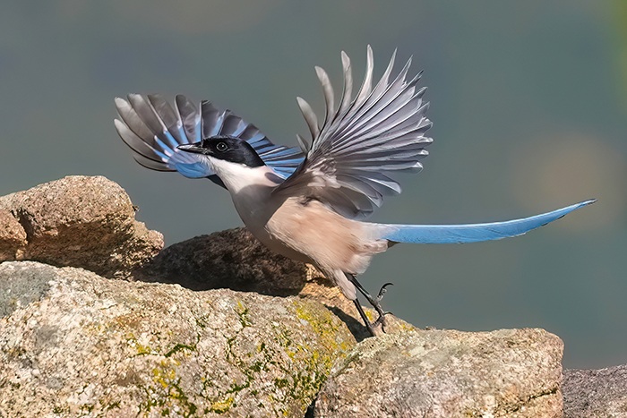 Vogelarten Extremadura