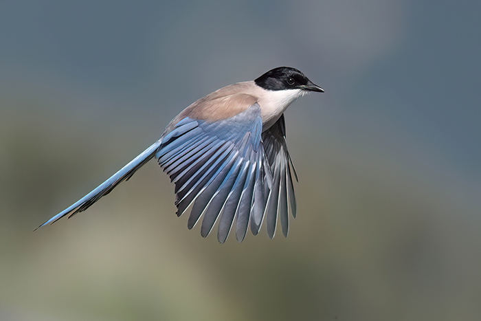 Blauelster