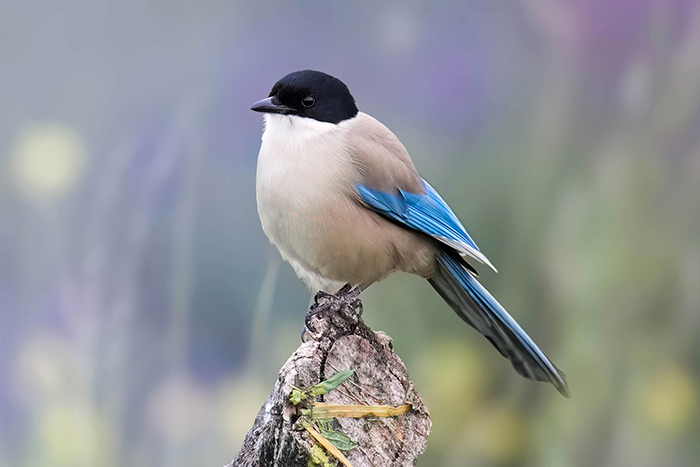 Blauelster