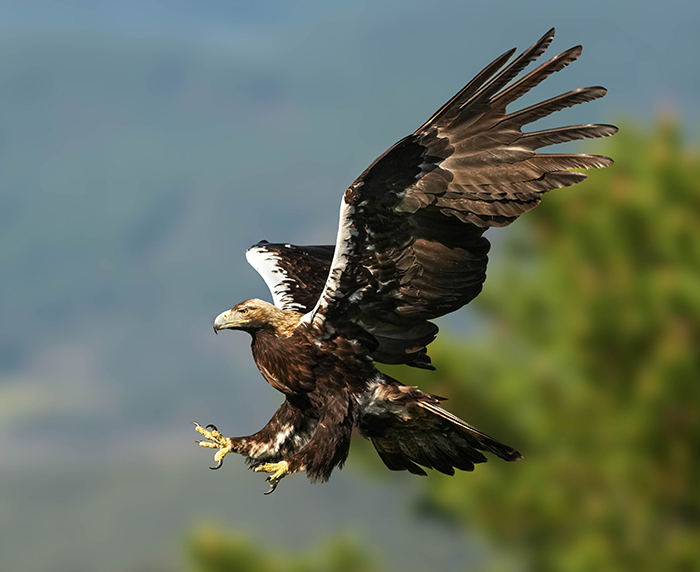 Adler Extremadura