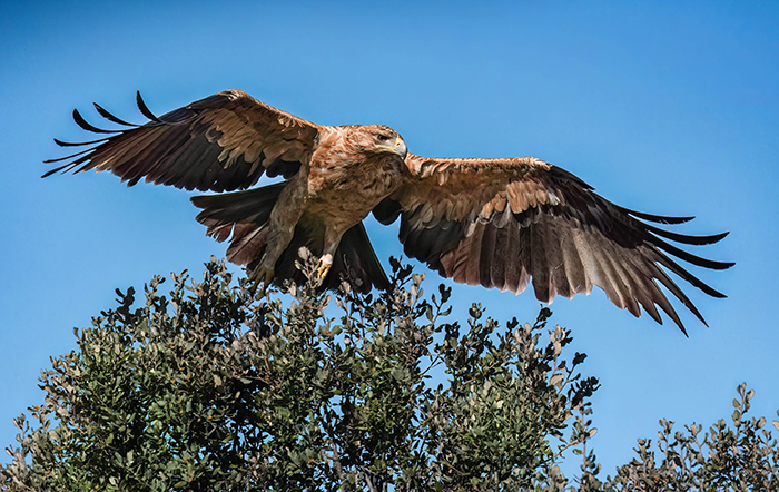 extremadura voegel vogelarten extremadura