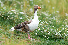 gans