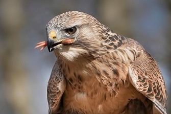 Adlerbussard