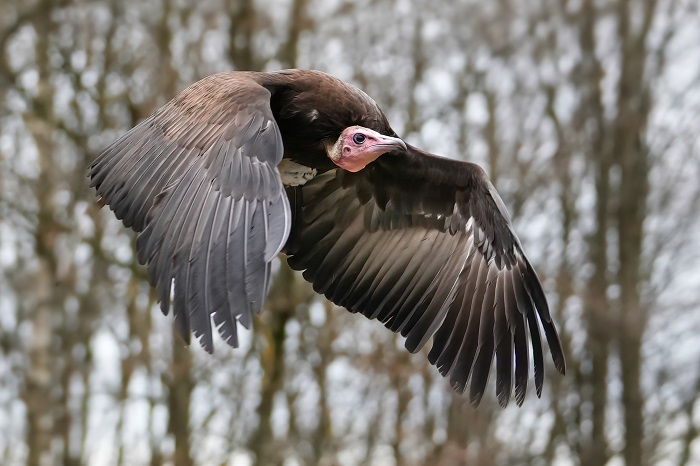 Fotoshooting mit Greifvögeln Geiern