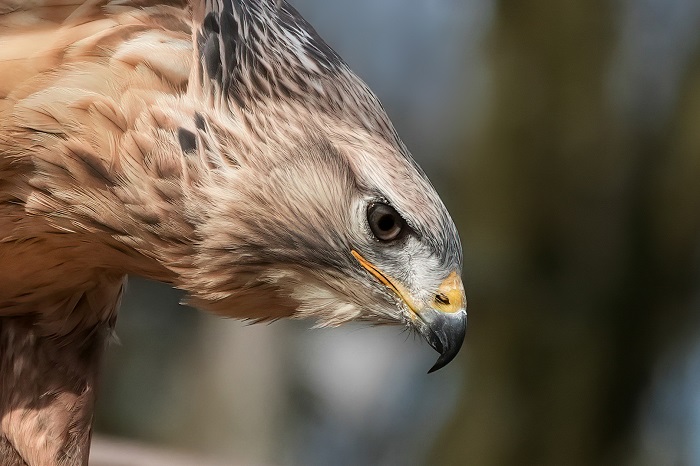 Greifvogel Fotoshooting