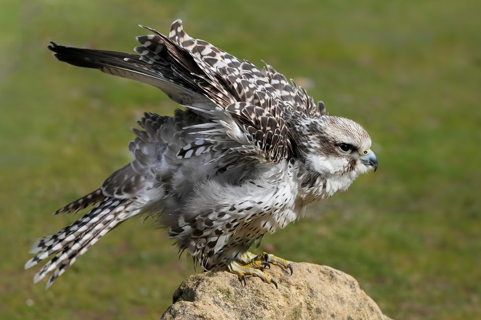 Greifvogel Fotoshooting Greifvögel fotografieren