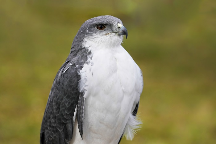 Rotrückenbussard