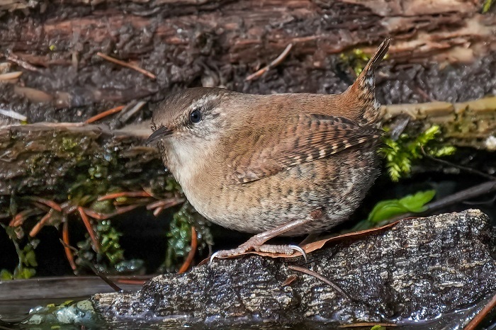 Fotoversteck Waldvögel