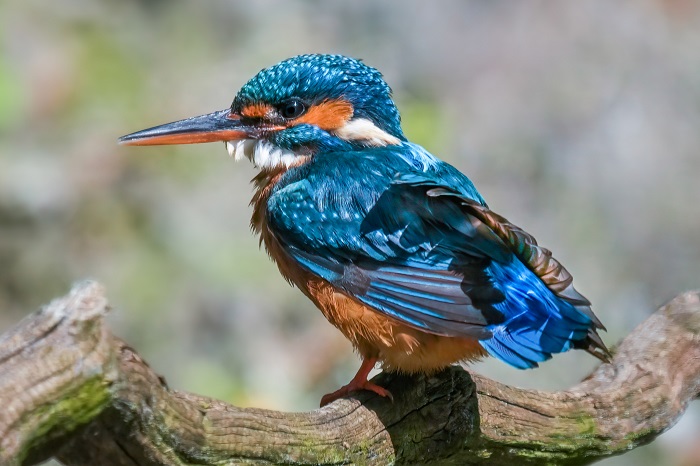 Eisvogel Fotoansitzhütte