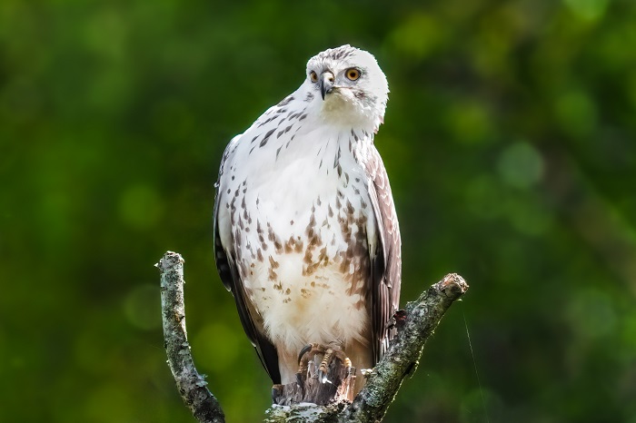 Greifvogel Ansitz mieten