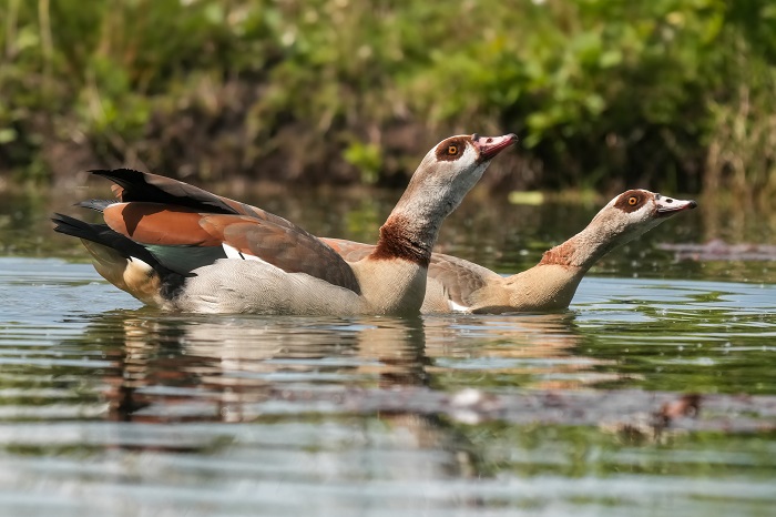 Nilgänse