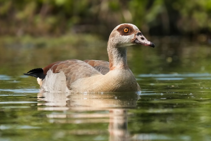Nilgans
