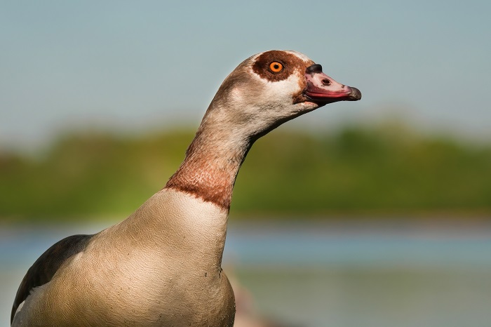 Nilgans