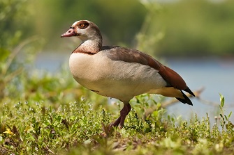 Nilgans