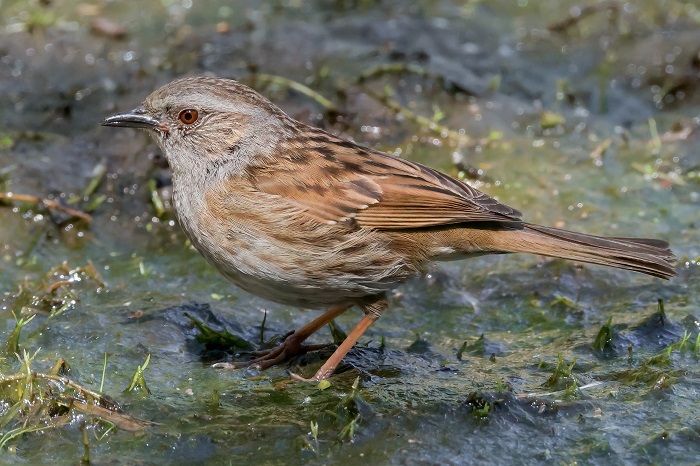 Vögel beobachten Niederlande