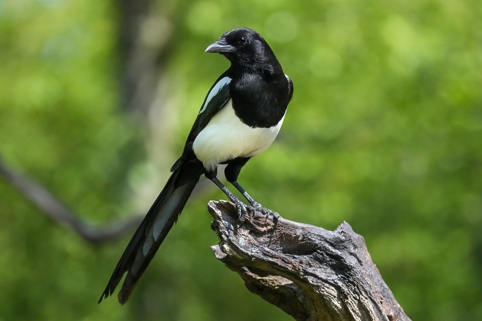 Vögel Vogelarten Niederlande Holland