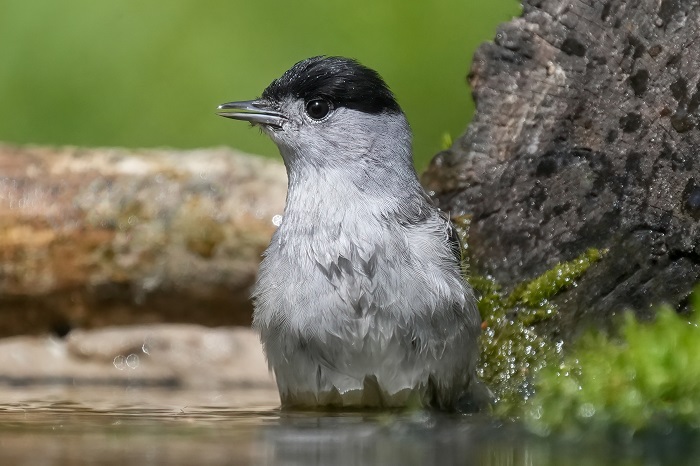 Vögel Vogelarten Niederlande