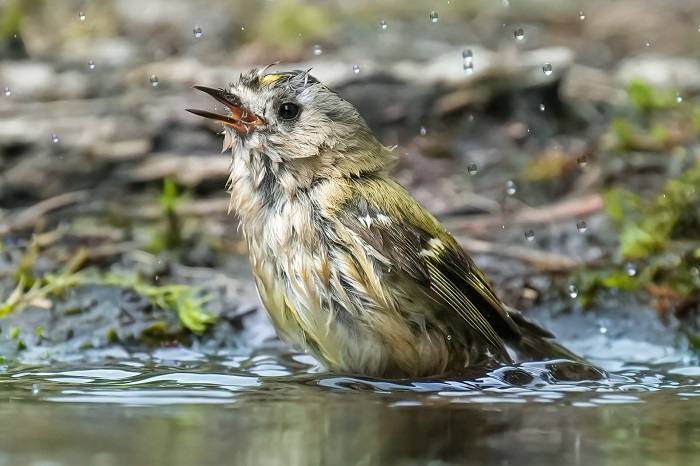 Vogelarten Holland Vögel Niederlande