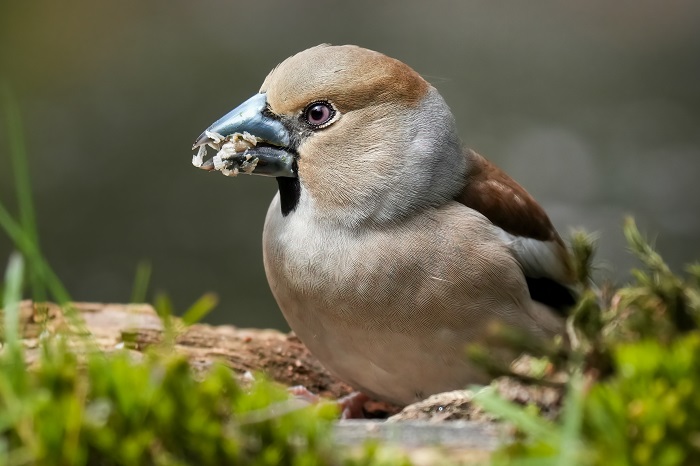 Vogelarten in den Niederlanden