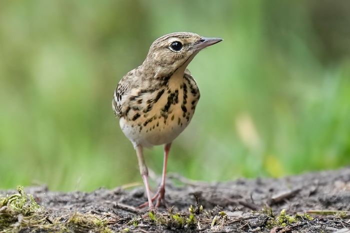 Vogelarten Holland