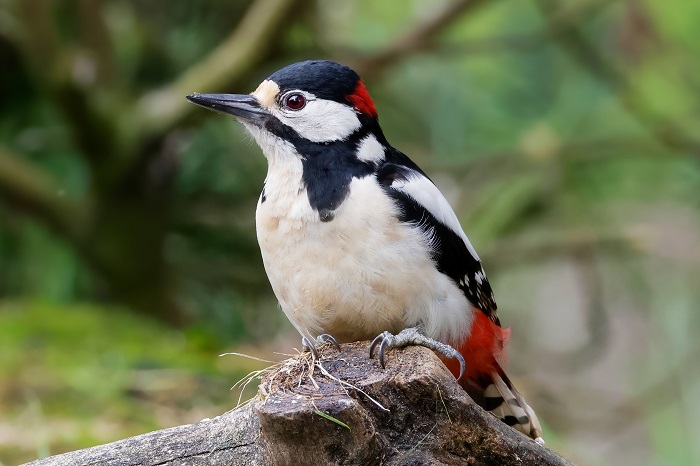 Vogelarten Niederlande Holland