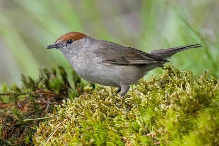 Vogelbeobachtung Nord Holland