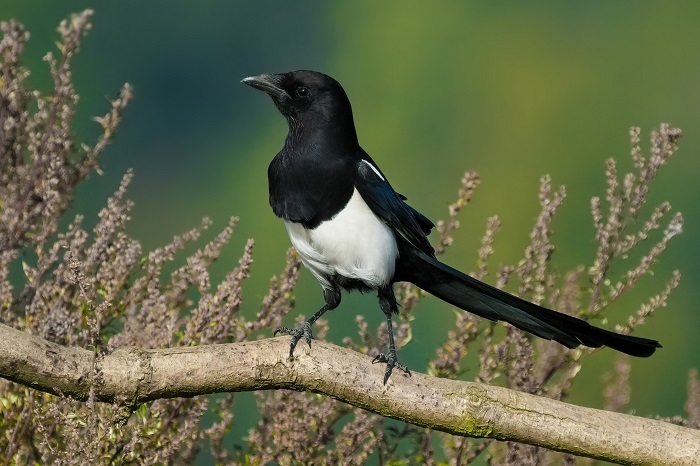 Fotoansitz Vögel