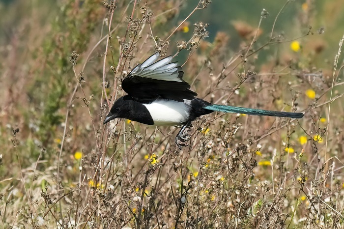 Fotoansitzhütte Vögel