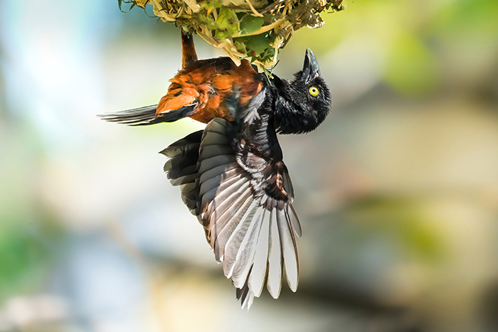 Fuchsweber Männchen