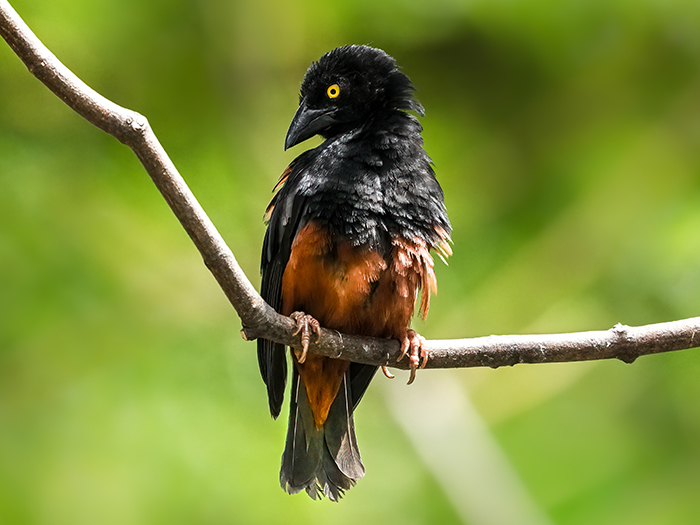 Fuchsweber Männchen