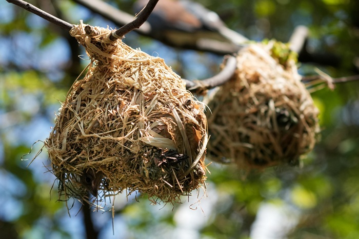 Webervogelnest