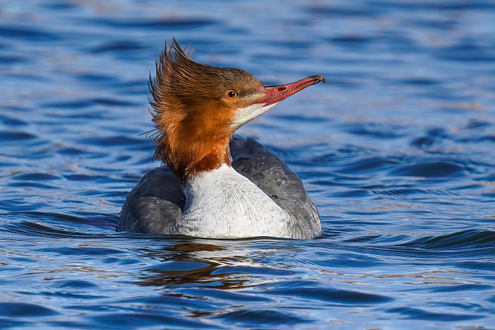 Gänsesäger Weibchen