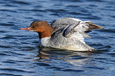 Gänsesäger